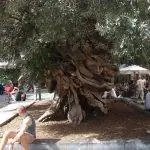 Оливковому дереву Корт около 600 лет.