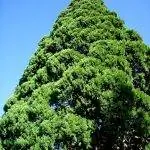 Гигантская секвойя может жить в Испании