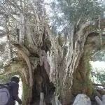 Тис Барондильо - монументальное дерево Испании.