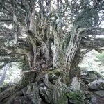 Barondillo tejo находится в Мадриде.