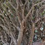 Драконово дерево медленно растет