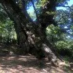 Заклепке Эсталая 600 лет