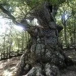 Вид на ствол дуба Эсталая