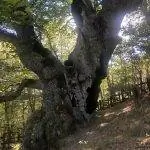 Ствол заклепки Эсталая