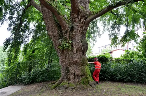 Гинкго может жить более 1000 лет