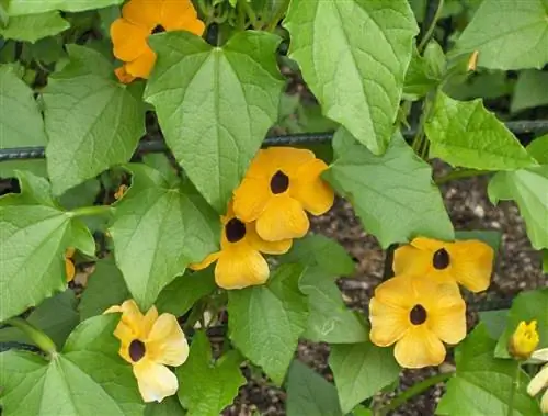 Растение глазами поэта - альпинист