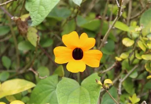 У растения "глаза поэта" может быть вредитель