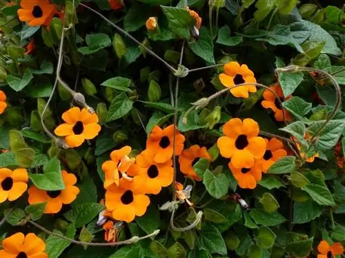 Глаза поэта (Thunbergia alata)