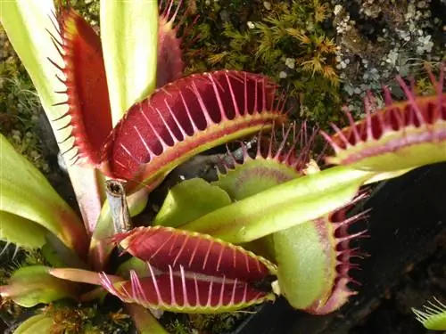 Dionaea muscipula - мелкий хищник.