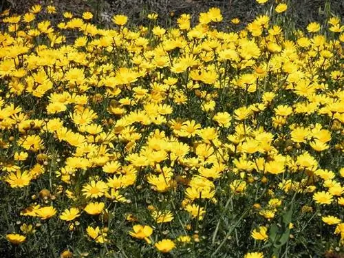 Хризантема съедобная (Chrysanthemum coronarium)
