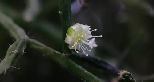 маленький белый цветок, который появляется из Rhipsalis burchellii
