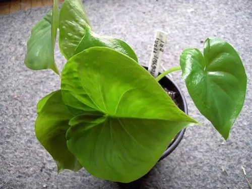 Вид на Colletogyne perrieri