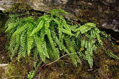 Асплениум - это рупикольное растение.