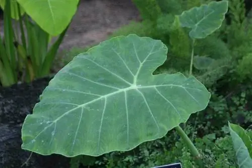 Колоказия гигантская - травянистое растение с крупными листьями.