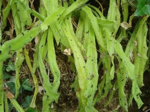 Pinguicula longifolia - плотоядное литофитное растение.