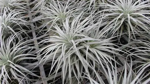 Воздушная гвоздика - эпифитное растение.