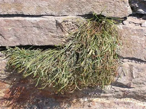 Asplenium bifurcatum - литофит.