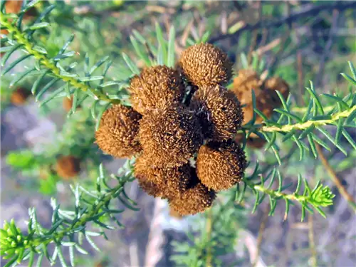 Вид Heterothalamus Alienus - вечнозеленый кустарник.