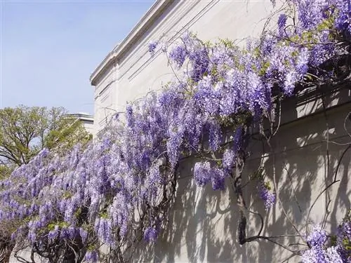 Вистерии для цветения нужно солнце.