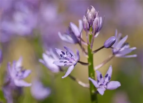 крупным планом изображение Scilla lilio-hyacinthus