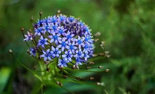 Звездчатый гиацинт (Scilla lilio-hyacinthus)