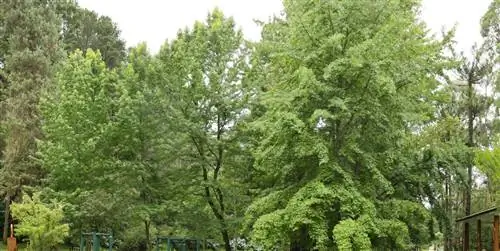 Сосны большие деревья