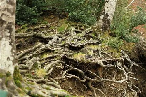 У растений много типов корней.