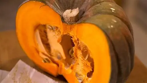 свойства тыквы