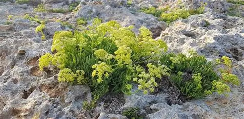 Chrithmum maritimum - растение, обитающее на средиземноморском побережье.