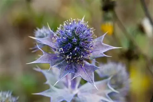 Eryngium maritimum - морской чертополох.
