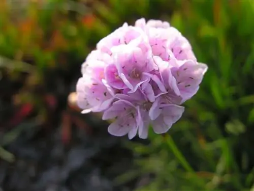 Armeria pungens - небольшое растение