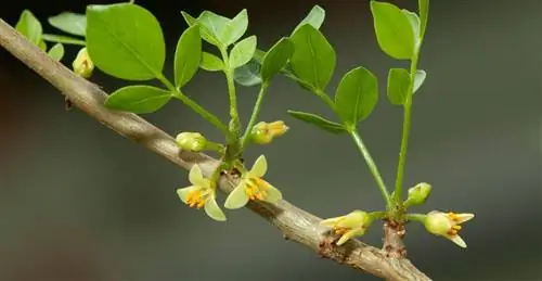 Ствол Commiphora myrrha с цветами
