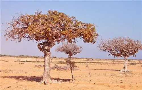 Мирра (Commiphora myrrha)