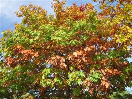 Quercus не сбрасывает листья зимой