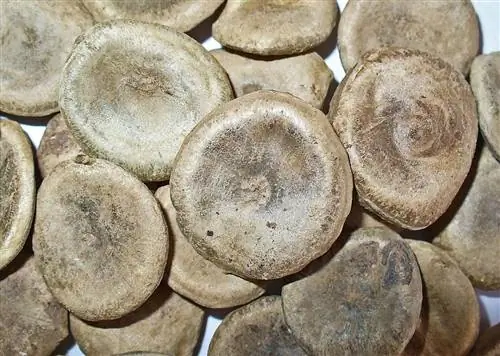 Nux vomica имеет овальные семена.
