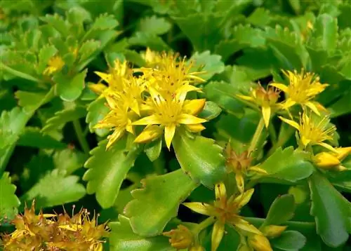 Вид Sedum kamtschaticum в цвету