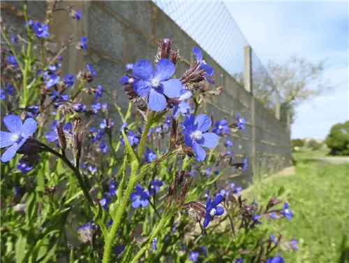 Коровий язык (Anchusa azurea)