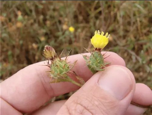 человек с двумя цветками растения Centaurea melitensis