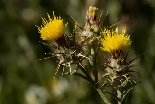Centaurea melitensis с желтыми цветками