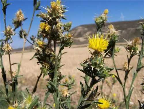 Арзолла (Centaurea melitensis)