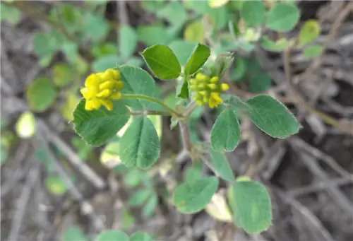 ветвь Medicago lupulin с двумя желтыми цветками