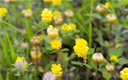 Лупулина черная (Medicago lupulina)