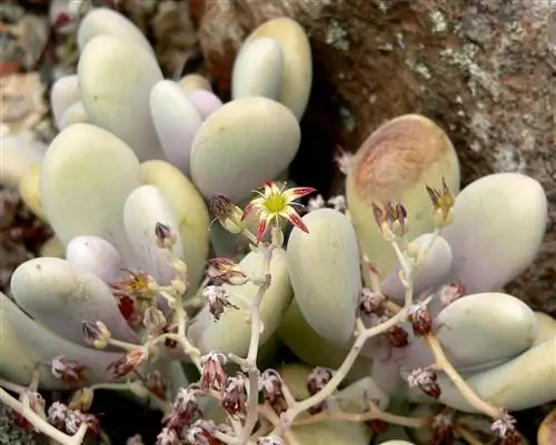 Вид на Graptopetalum amethystinum