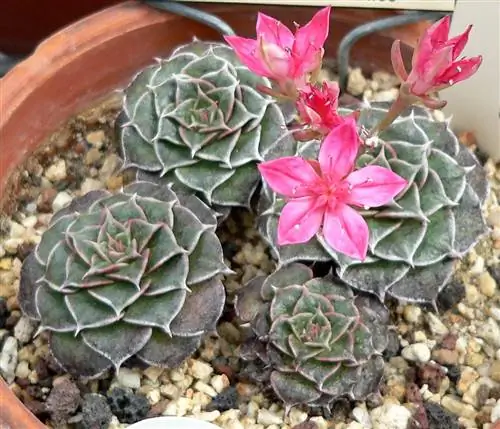 Вид на Graptopetalum bellum