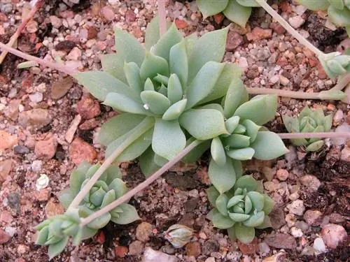 Вид на Graptopetalum macdougallii