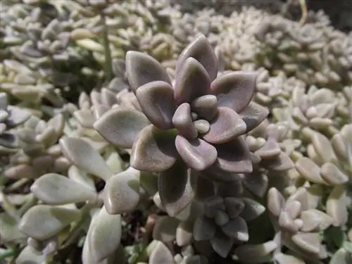 Вид на Graptopetalum mendozae