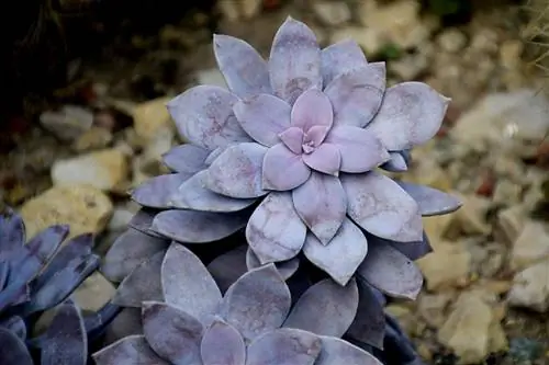 Вид на Graptopetalum superbum