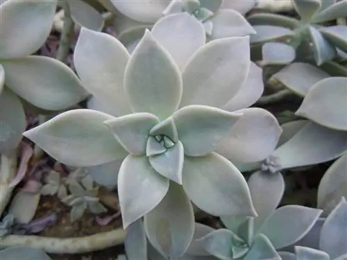 Вид на Graptopetalum paraguayense