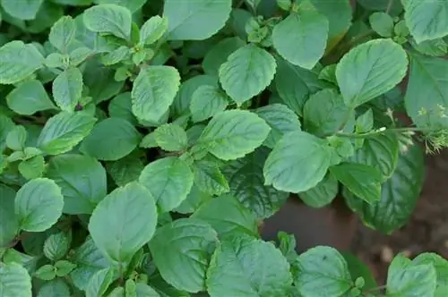 Листья Coleus barbatus зеленые.