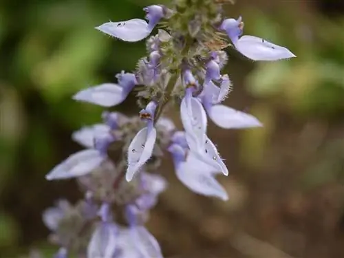 Цветки Coleus barbatus сиреневые.